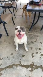 Found/Stray Male Dog last seen Archibald & 210 freeway off unk hiking trail RANCHO CUCAMONGA CA, Rancho Cucamonga, CA 91730