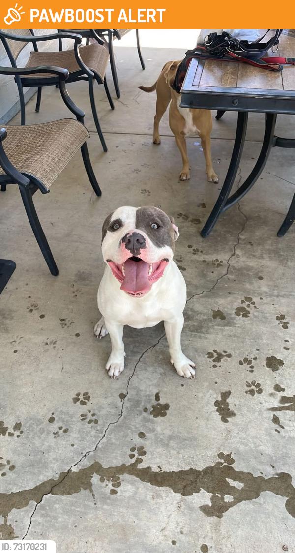 Found/Stray Male Dog last seen Archibald & 210 freeway off unk hiking trail RANCHO CUCAMONGA CA, Rancho Cucamonga, CA 91730