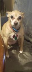 Lost Female Dog last seen Brock Avenue & Vernon White Road, Winterville, NC, Winterville, NC 28590