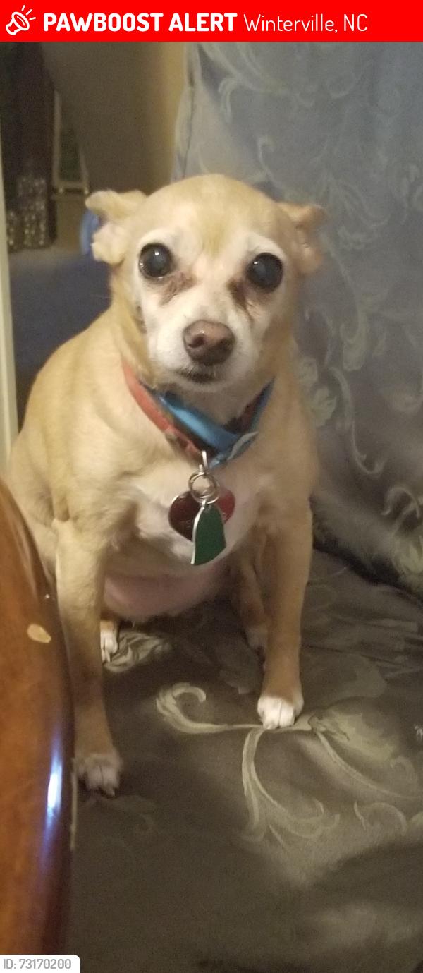 Lost Female Dog last seen Brock Avenue & Vernon White Road, Winterville, NC, Winterville, NC 28590