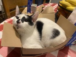 Reunited Male Cat last seen B21 Handsworth, Handsworth, England 