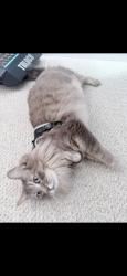 Lost Male Cat last seen Allison way & La solana dr, Redlands, CA 92373