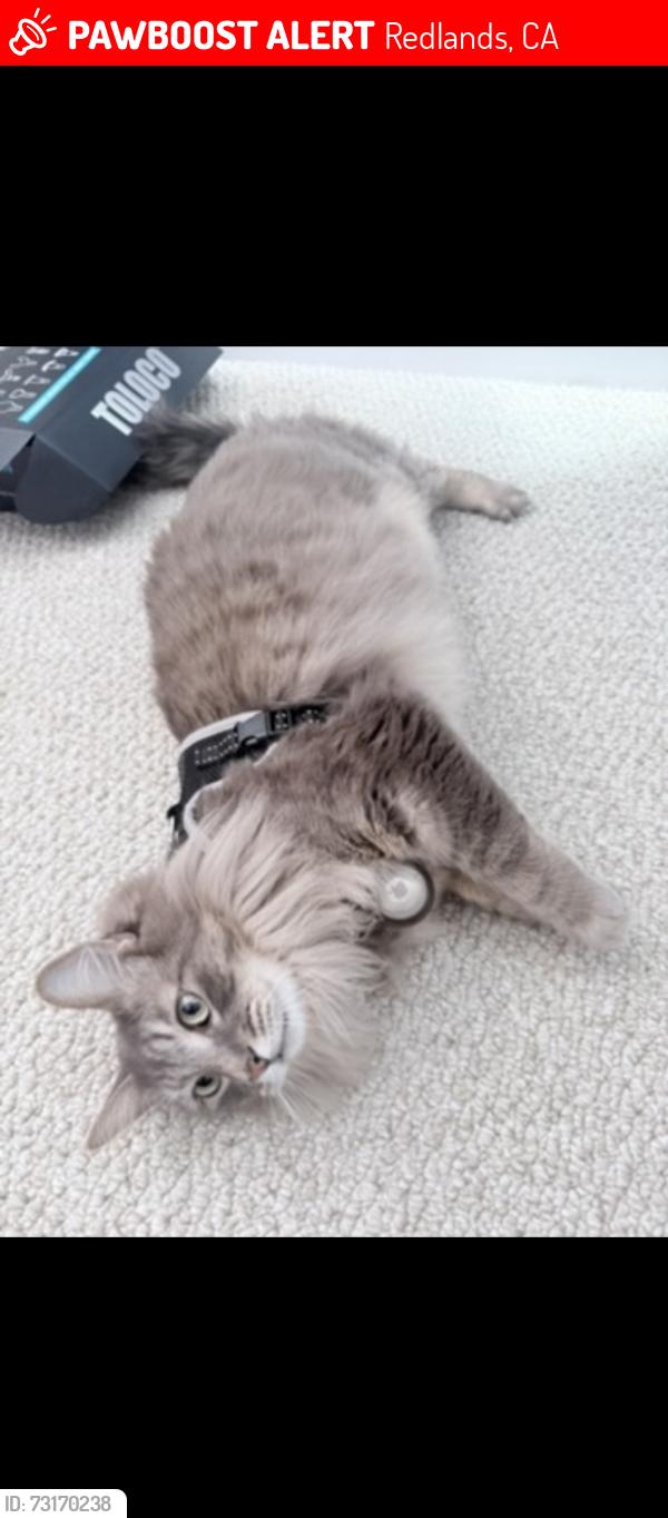 Lost Male Cat last seen Allison way & La solana dr, Redlands, CA 92373