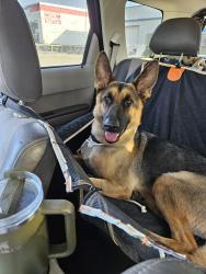 Found/Stray Male Dog last seen Parkview library in Universal city, Universal City, TX 78148