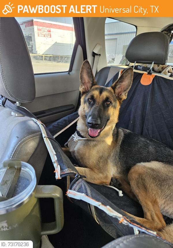 Found/Stray Male Dog last seen Parkview library in Universal city, Universal City, TX 78148