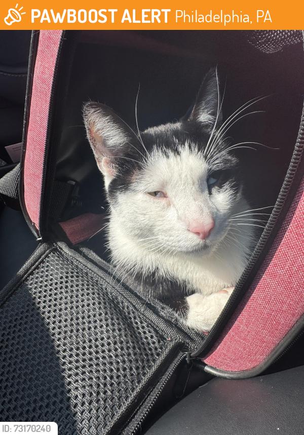 Found/Stray Male Cat last seen 37th and Brandywine St, Philadelphia, PA 19104