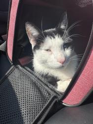 Found/Stray Male Cat last seen 37th and Brandywine St, Philadelphia, PA 19104