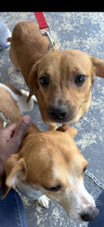 Lost Male Dog last seen Falkenburg curt, Matthews, NC 28105
