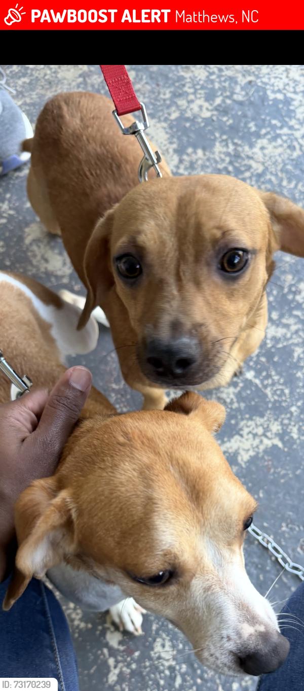 Lost Male Dog last seen Falkenburg curt, Matthews, NC 28105