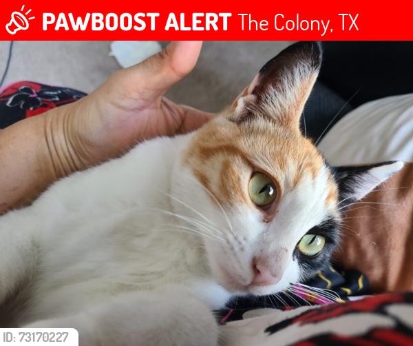 Lost Female Cat last seen Gibson dr, The Colony, TX 75056
