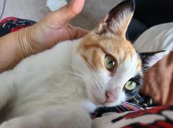 Lost Female Cat last seen Gibson dr, The Colony, TX 75056