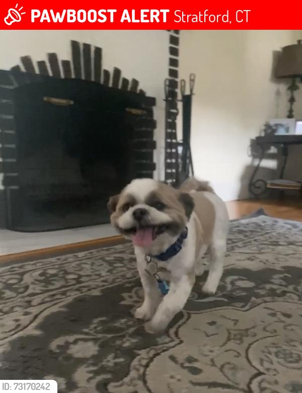 Lost Male Dog last seen Nichols avenue, Stratford, CT 06610