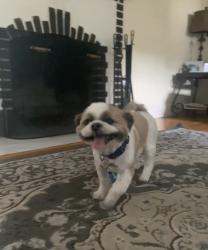 Lost Male Dog last seen Nichols avenue, Stratford, CT 06610