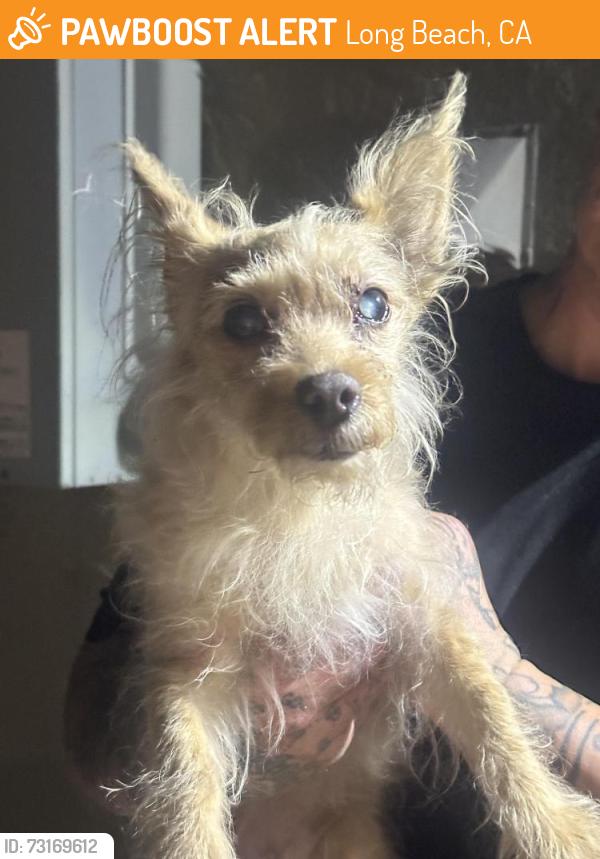 Found/Stray Female Dog last seen Hoffman Ave Long Beach, Long Beach, CA 90813