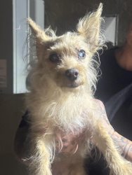 Found/Stray Female Dog last seen Hoffman Ave Long Beach, Long Beach, CA 90813