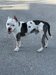 Found/Stray Male Dog last seen Palo Alto College, San Antonio, TX 78224