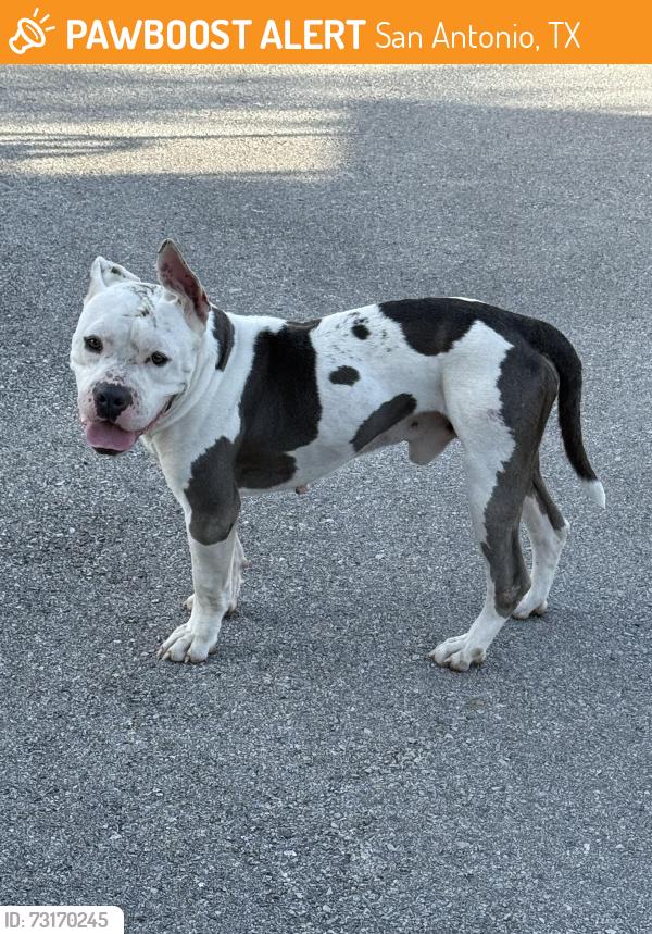 Found/Stray Male Dog last seen Palo Alto College, San Antonio, TX 78224