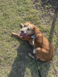 Reunited Female Dog last seen anacapri neighborhood, Anna, TX 75409