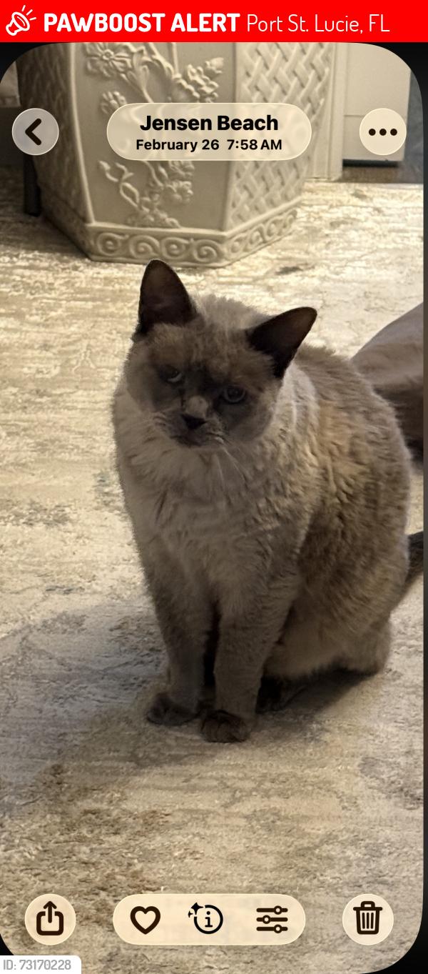Lost Female Cat last seen W Caribbean & El Morrow PSL 34952, Port St. Lucie, FL 34952