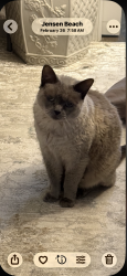 Lost Female Cat last seen W Caribbean & El Morrow PSL 34952, Port St. Lucie, FL 34952