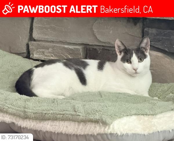 Lost Male Cat last seen Blackhawk neighborhood, Bakersfield, CA 93314