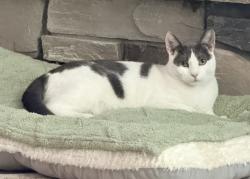 Lost Male Cat last seen Blackhawk neighborhood, Bakersfield, CA 93314