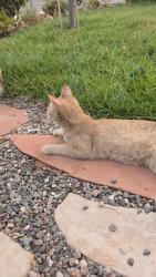 Found/Stray Female Cat last seen Farm and decatur, Las Vegas, NV 89131