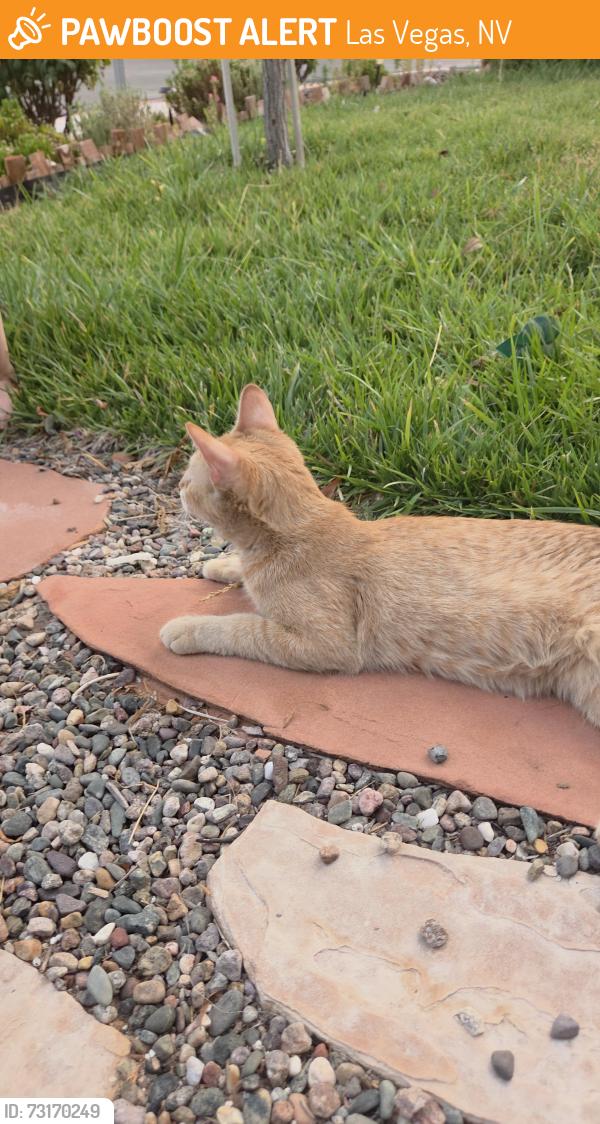 Found/Stray Female Cat last seen Farm and decatur, Las Vegas, NV 89131