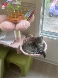 Lost Female Cat last seen Briarwood/Tanglewood, Kingston, ON K7M 7V2