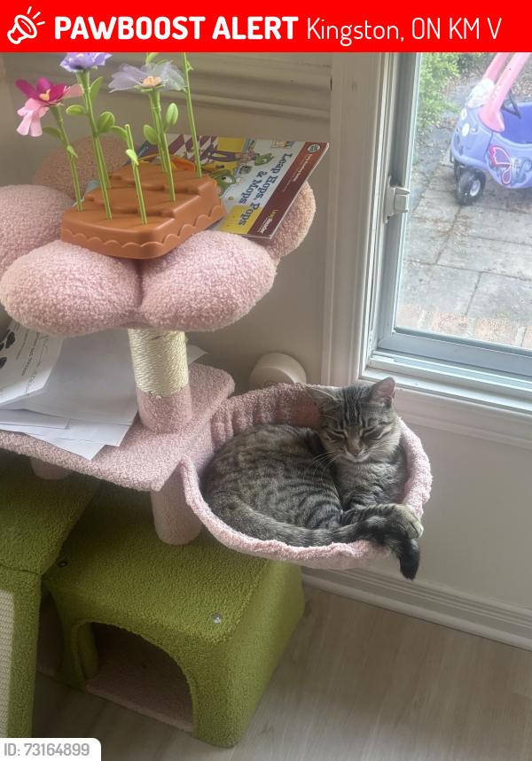 Lost Female Cat last seen Briarwood/Tanglewood, Kingston, ON K7M 7V2