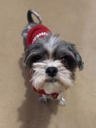 Lost Male Dog last seen Near Century Drive, Oklahoma City, OK 73162