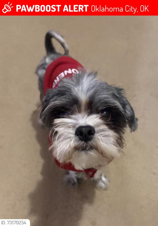 Lost Male Dog last seen Near Century Drive, Oklahoma City, OK 73162