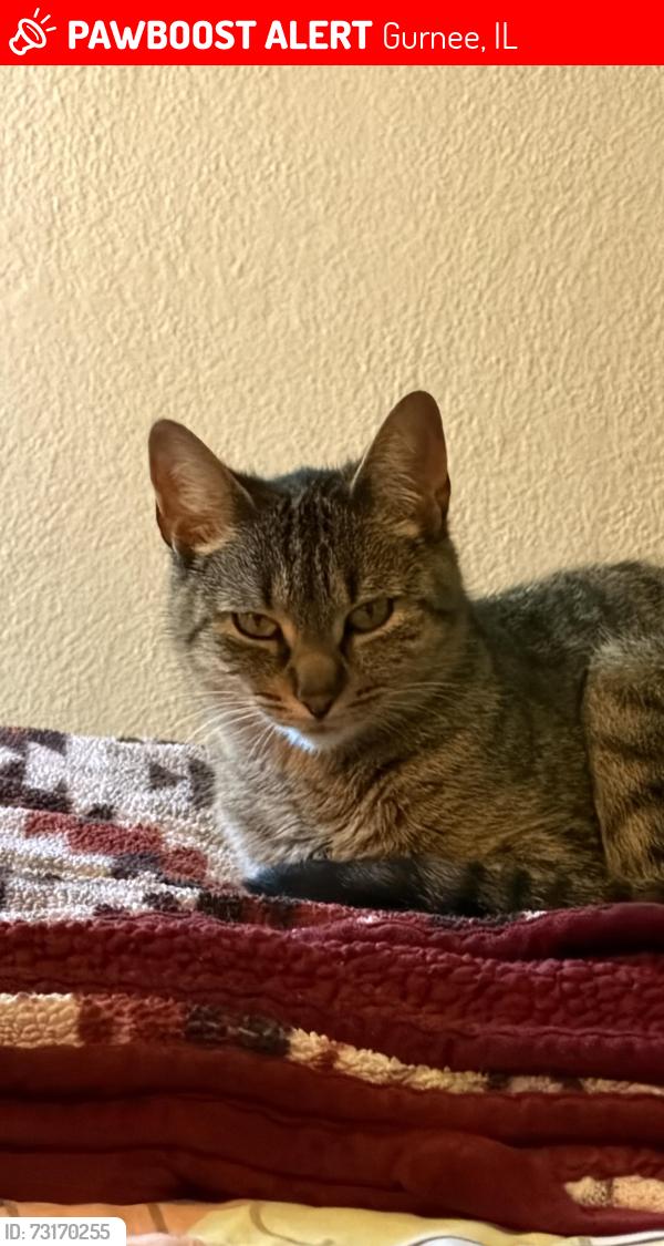 Lost Female Cat last seen Ferndale and Grandview, Gurnee, IL 60031