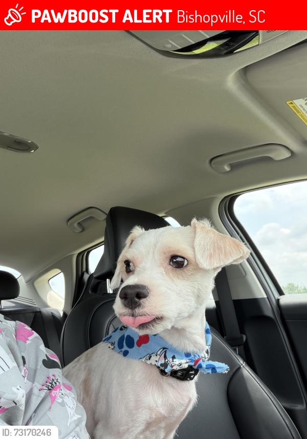 Lost Male Dog last seen Harlem Community, Bishopville, SC 29010