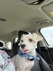 Lost Male Dog last seen Harlem Community, Bishopville, SC 29010