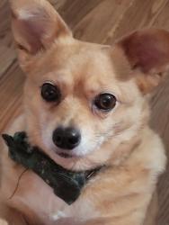 Lost Female Dog last seen Fairground Rd, Goochland County, VA 23102