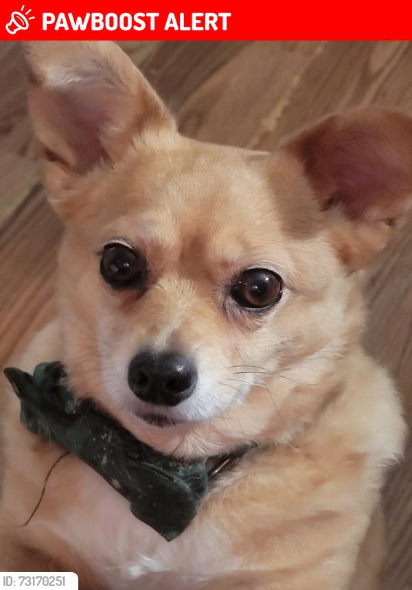 Lost Female Dog last seen Fairground Rd, Goochland County, VA 23102
