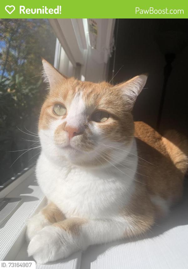 Reunited Male Cat last seen Winter Street and Conant Street, Bridgewater, MA 02324