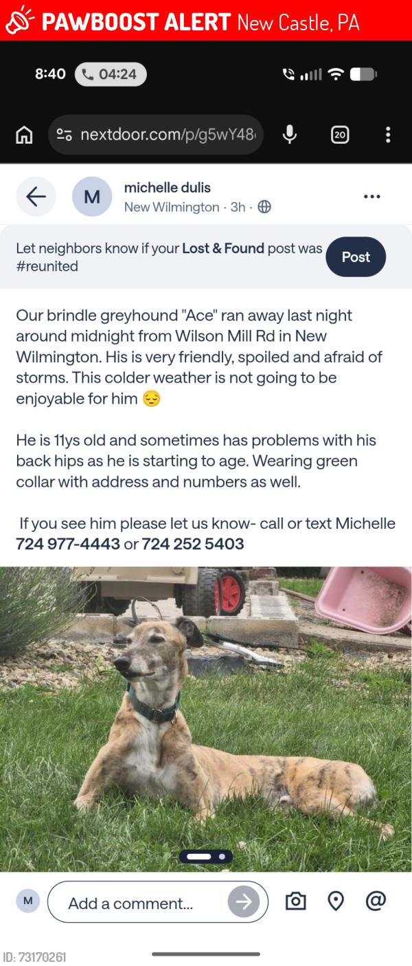 Lost Male Dog last seen Near wilsonmills road Marti park, New Castle, PA 16105