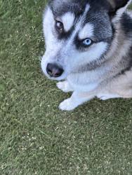 Lost Male Dog last seen Cemetery Rd and S Soncy, Canyon, TX 79015
