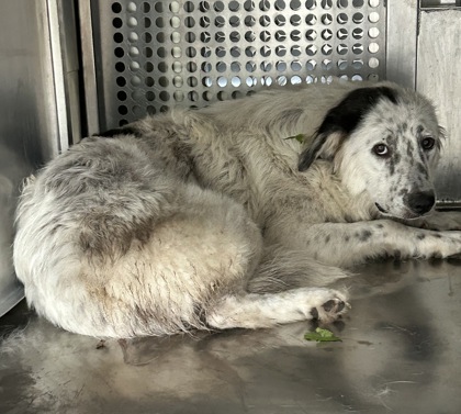 Shelter Stray Female Dog last seen Near E Berry St, East District, TX, 355 Hillshire Dr, Haslet, TX 76052, USA
