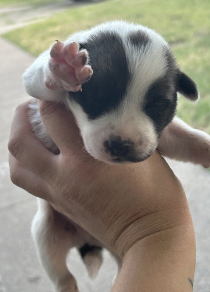 Shelter Stray Male Dog last seen Near E Berry St, East District, TX, 355 Hillshire Dr, Haslet, TX 76052, USA
