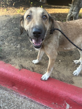 Shelter Stray Female Dog last seen Near Pin Oak Terr., East District, TX, 355 Hillshire Dr, Haslet, TX 76052, USA