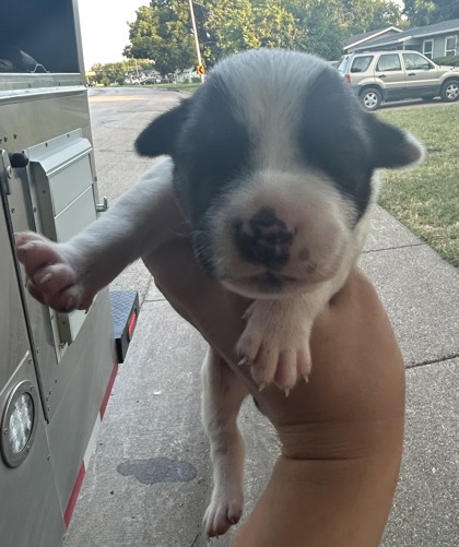Shelter Stray Female Dog last seen Near E Berry St, East District, TX, 355 Hillshire Dr, Haslet, TX 76052, USA