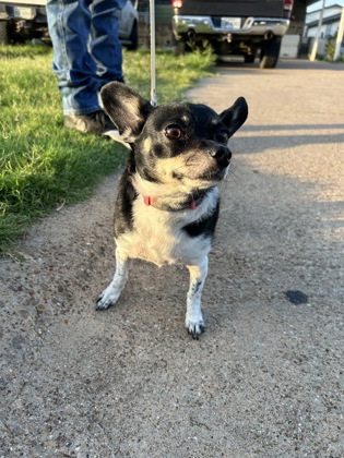 Shelter Stray Female Dog last seen Near HOUGHTON AVE, West District, TX, 355 Hillshire Dr, Haslet, TX 76052, USA