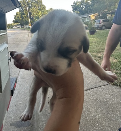 Shelter Stray Male Dog last seen Near E Berry St, East District, TX, 355 Hillshire Dr, Haslet, TX 76052, USA