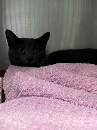 Shelter Stray Unknown Cat last seen Plato's Closet - 8680 E 96th St, Fishers City, IN, 10501 Hague Rd, Fishers, IN 46038, USA