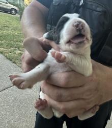 Shelter Stray Male Dog last seen Near E Berry St, East District, TX, 355 Hillshire Dr, Haslet, TX 76052, USA