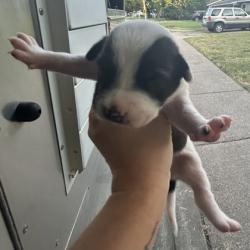 Shelter Stray Female Dog last seen Near E Berry St, East District, TX, 355 Hillshire Dr, Haslet, TX 76052, USA
