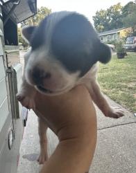 Shelter Stray Female Dog last seen Near E Berry St, East District, TX, 355 Hillshire Dr, Haslet, TX 76052, USA